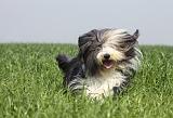 BEARDED COLLIE 129